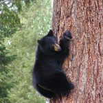 bear climbing