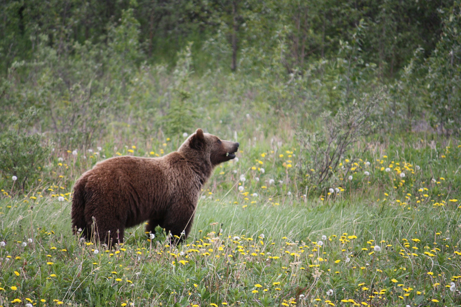 grizzly-73505_1920 grizzly-73505_1920