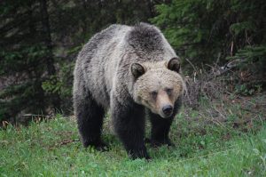 grizzly-bear-659198_1920