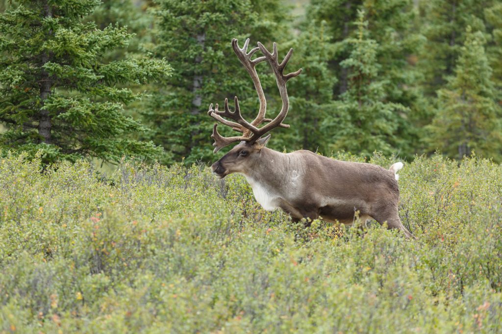 Caribou - Alberta Forest Products Association