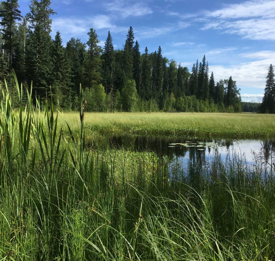 Boreal Forest